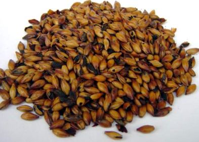 Special B Malt