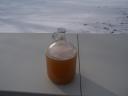 Maibock Yeast Starter