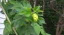 Magnum Hop Cones Growing In Massachusetts