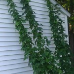 2012 Homegrown Hop Bines