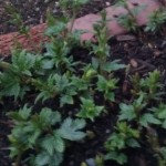 Home Grown Magnum Hop Plants