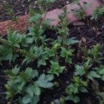 Home Grown Magnum Hop Plants