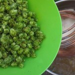 Cascade Hops at Flameout