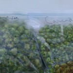 Magnum and Cascade Hops