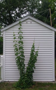 Another angle of the home hops trellis