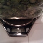 Mt. Hood hops in ounces