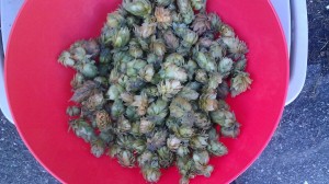 2014 homegrown hops for lager