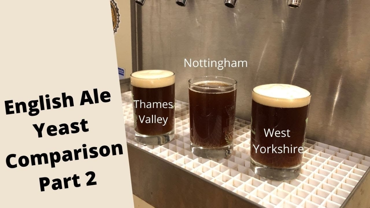 Comparing 3 beers with 3 different yeast strains.